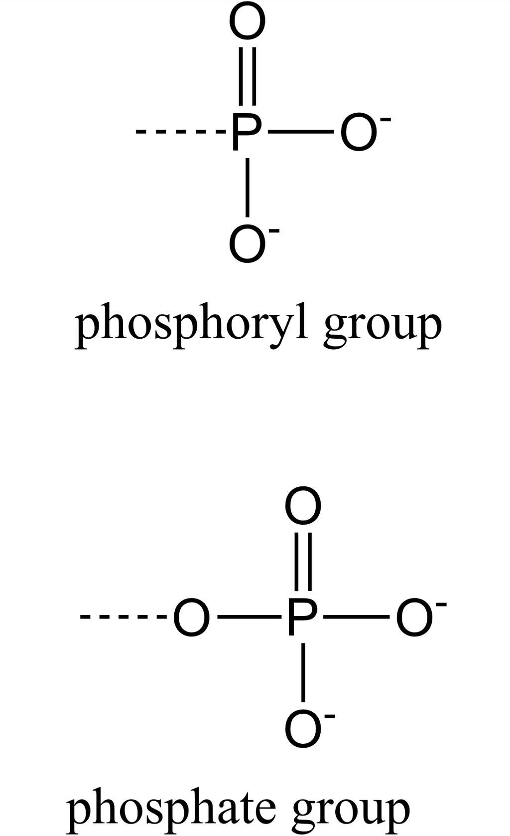 La différence entre un groupe phosphoryle, en haut, et un groupe phosphate, en bas. © Strater, Wikipédia, CC by-SA 3.0