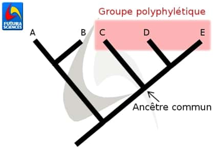 La sélection rouge représente un groupe polyphylétique. Il inclut les taxons C à E mais pas leur ancêtre commun. © Quentin Mauguit, Futura-Sciences