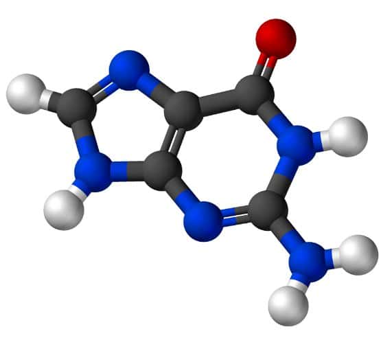 La guanine est une base azotée purique. © Wikimedia, domaine public