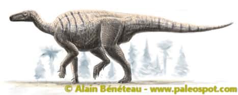 Reconstitution d'un Iguanodon. Ce dinosaure ornithischien pesait jusqu'à quatre tonnes. © Alain Bénéteau