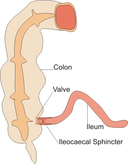  L'iléon constitue la dernière partie de l'intestin grêle, et abouche dans le colon au niveau du caecum. © <em>Wikimedia Commons</em>