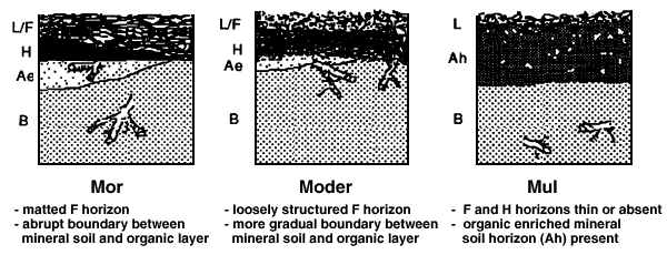 Dans un sol de type mor, les horizons organiques et minéraux sont séparés par une frontière nette. Les sols de type moder et mull ont des transitions moins marquées. © d'après Lavender et al. 1990