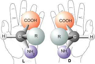 Ici, deux énantiomères d'un acide aminé, c'est-à-dire les conformations droite et gauche. Leurs propriétés chimiques sont identiques, mais pas leurs propriétés optiques. © Wikimedia Commons
