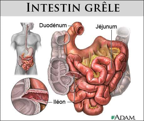 L'intestin grêle est composé du duodénum, du jéjunum et de l'iléon. © www.health.allrefer.com