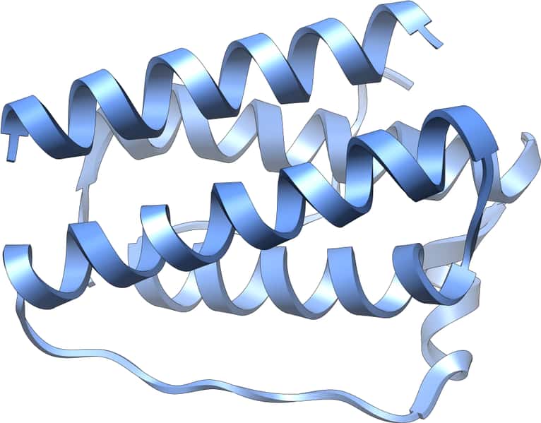 Structure tridimentionnelle de la leptine : peptide impliqué dans le métabolisme énergétique. © Créative Commons, Vossman