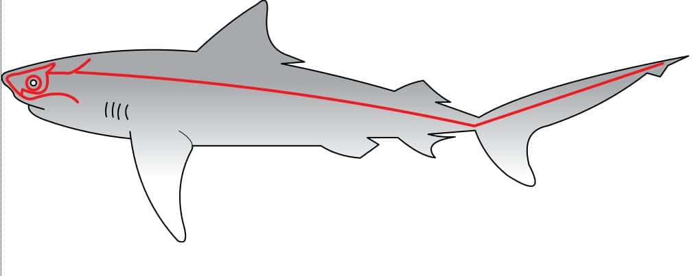 Chez certains poissons, par exemple, chez le requin, la ligne latérale, organe intervenant dans la mécanoréception et l'électroréception, est issue de placodes. © Chris Huh, domaine public