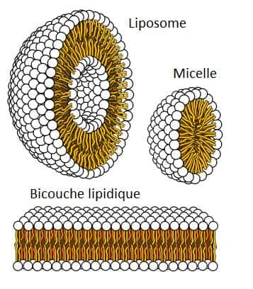 Le côté amphiphatique des lipides les pousse à s'associer entre eux pour éviter le contact avec l'eau. Les parties hydrophiles (en blanc) restent en contact avec l'eau, alors que les parties hydrophobes (en jaune) restent associées. C'est ce phénomène qui conduit à la formation de liposomes, de micelles, ou de la bicouche lipidique (des membranes cellulaires). © Domaine public