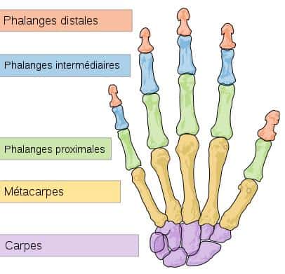   La main est constituée d'un grand nombre d'os, dont les métacarpiens. © Mariana Ruiz Villarreal, <em>Wikimedia Commons</em>, domaine public