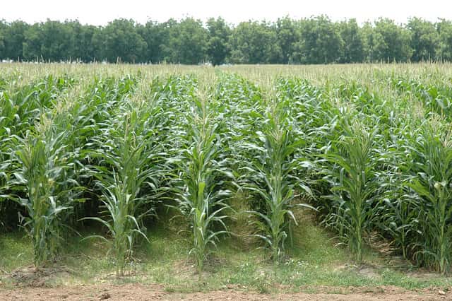 Le maïs MON810 de Monsanto est absent du sol français pour l'instant. &copy; agrilifetoday, Flickr, cc by nc nd 2.0