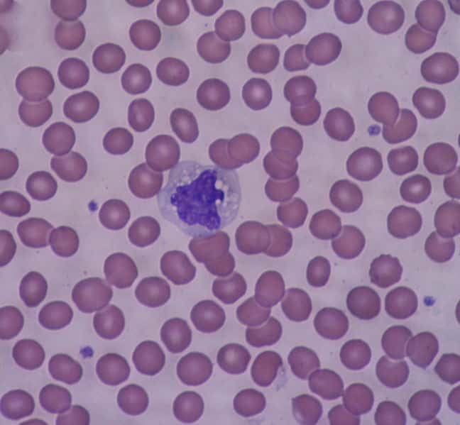 Un monocyte entouré de globules rouges. © Bobjgalindo, Wikimedia, CC by-sa 3.0