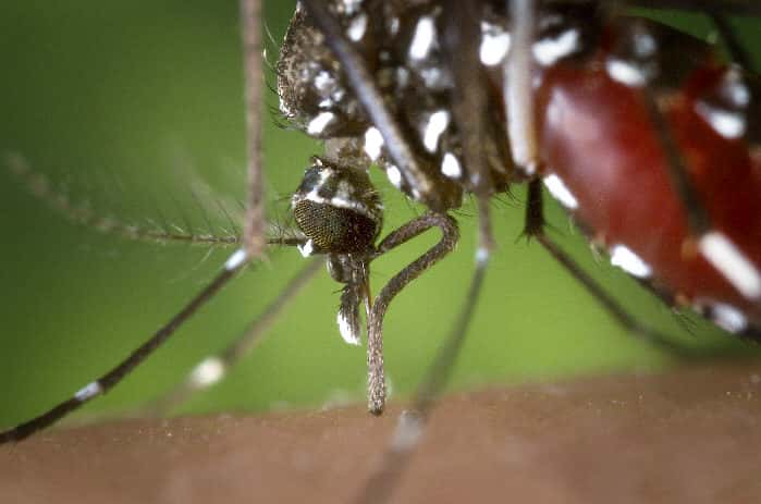 Le moustique Aedes albopictus est un des vecteurs de la maladie. © DR