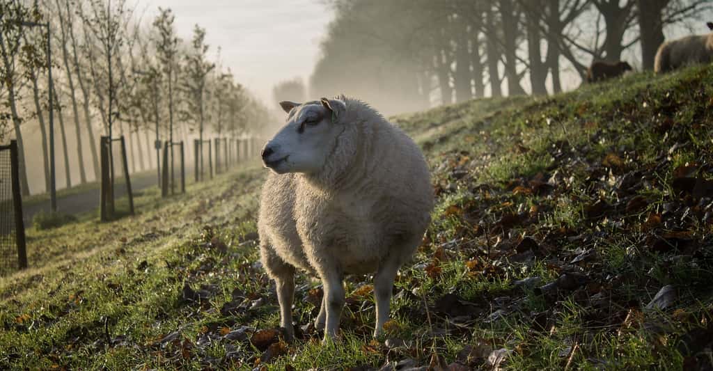 Les moutons peuvent aider à entretenir naturellement des espaces verts. © Free-Photos, Pixabay License
