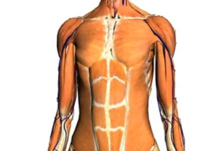 Les muscles d'un cadavre se rigidifient rapidement. © Google/Noobformua, Youtube