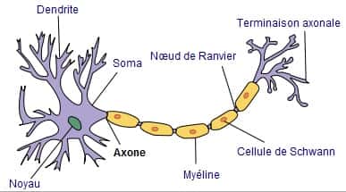 Les dendrites sont des prolongements des neurones. © Selket, Wikimedia, CC by-sa 3.0 Les dendrites sont des prolongements des neurones. © Selket, Wikimedia, CC by-sa 3.0