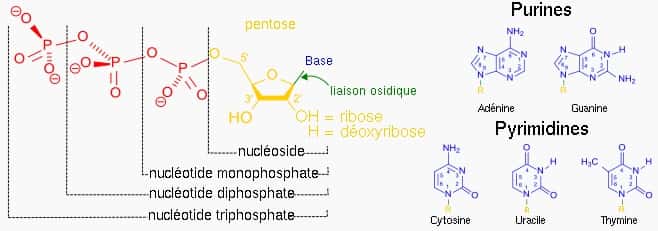 Les nucléotides sont constitués d'une base azotée, d'un sucre et de phosphates. © Wikimédia, Domaine public