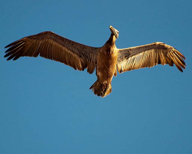 La présence de plumes est une apomorphie chez l'oiseau, par rapport à ses ancêtres. &copy; petespande, Flickr, cc by nc 2.0