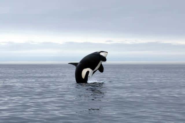 Sous son apparence majestueuse, l'orque cache une personnalité de tueuse. © DR