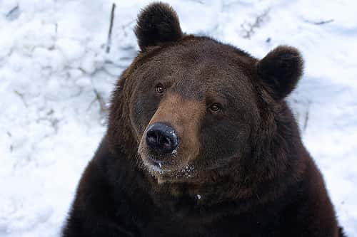 L'ours brun est un méliphage connu. &copy; Geoffrey Gilson, Flickr, cc by nc nd 2.0