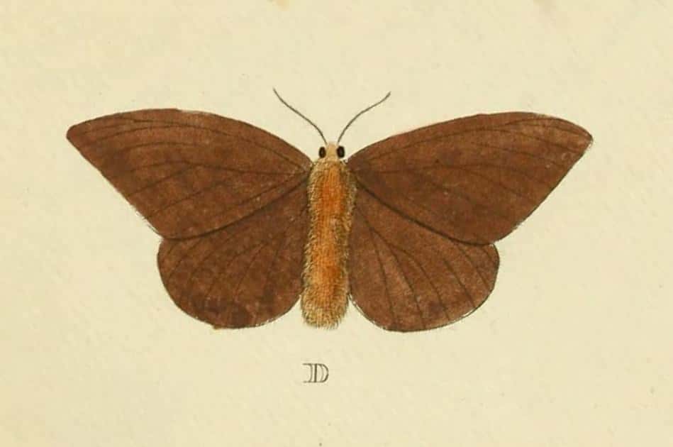 Le papillon cendre (<em>Hylesia metabus</em>) est l’un des seuls papillons de nuit dont il faut se méfier. Il peut provoquer une affection de la peau. © Pieter Cramer et Caspar Stoll, Wikipédia, Domaine public
