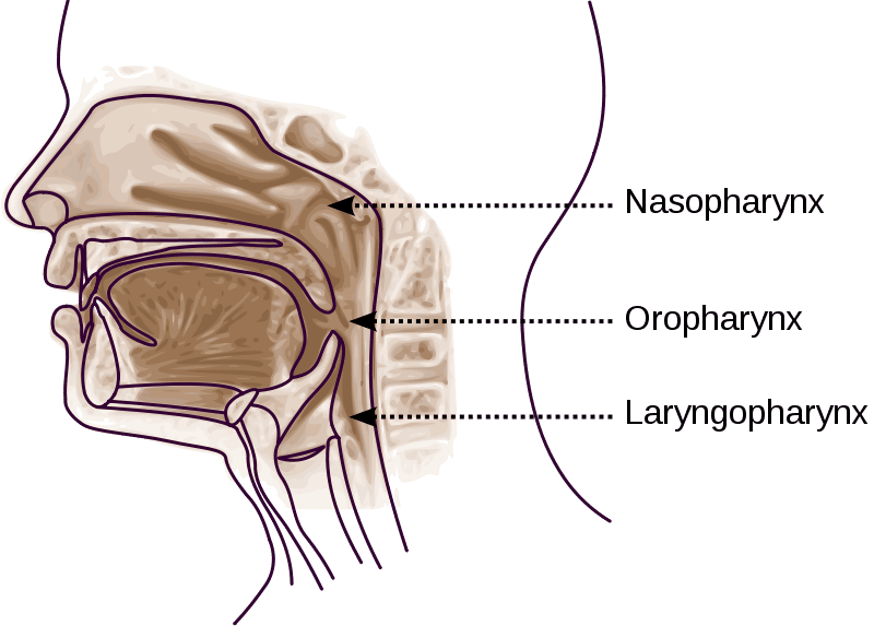   Les trois parties du pharynx : le nasopharynx, l'oropharynx et le laryngopharynx. © Sémhur, Licence <em>Creative Commons</em>
