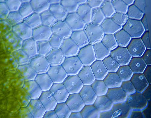 Visualisation de cellules végétales au microscope à illumination oblique. © Nebarnix, Flickr, CC by-nc-nd 2.0