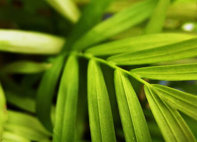 Les plantes mésophytes affectionnent les températures ni trop chaudes, ni trop froides. &copy; Brownlow, Flickr, cc by nc nd 2.0