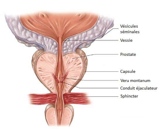 La prostate contribue à la production du sperme grâce à la sécrétion du liquide prostatique. Crédits DR