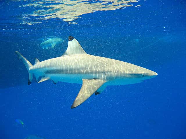 Parmi les quelque 850 espèces de chondrichtyens, on en compte environ 450 chez les requins (sélachimorphes). &copy; Olivier