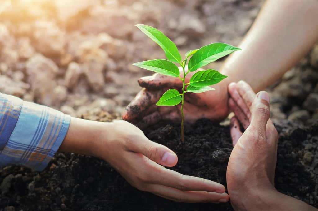 Planter des arbres peut aussi être considéré comme une opération de réensauvagement. © lovelyday12, Adobe Stock