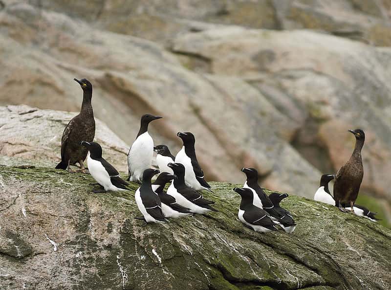 Petits pingouins accompagnés de guillemots de Troïl et de grands cormorans. © Jörg Hempel, CC-by-SA 2.0