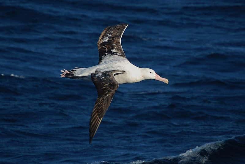 Albatros hurleur en vol. © Lt Elizabeth Crapo, NOAA, CC by 2.0 