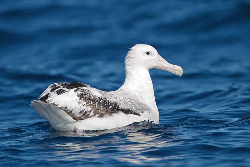 Albatros hurleur. © JJ Harrison, CC-by-SA 3.0