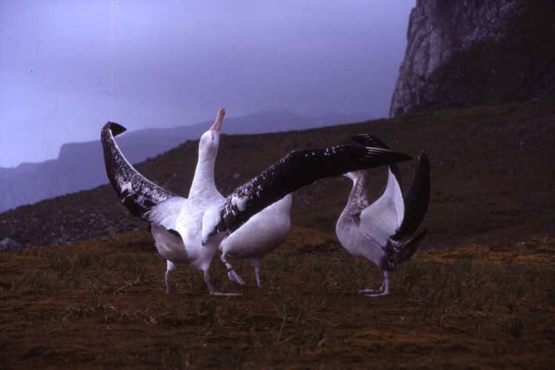 Albatros hurleur paradant. © Dimitri Damasceno, CC-by-SA 2.0