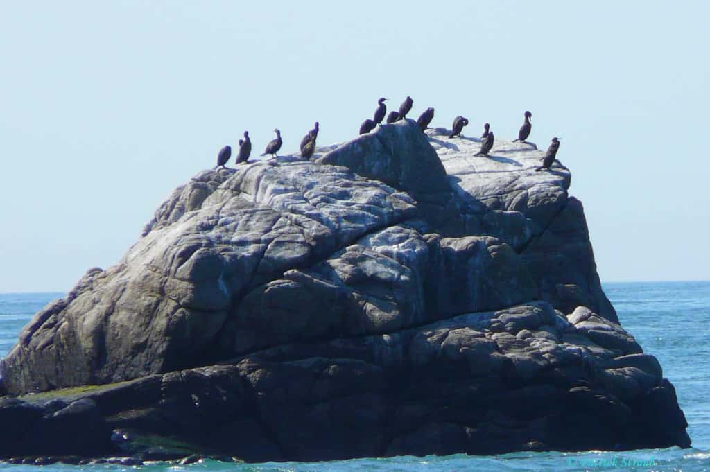 Groupe de grands cormorans à Guernesey. © Patrick Straub