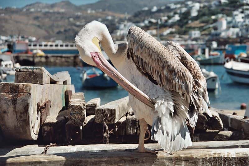 Juvénile dans le port de Mykonos. © Heiko Gorski, GNU FDL Version 1.2