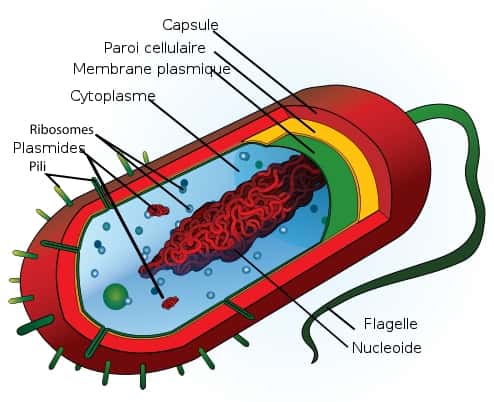 Schéma de la cellule bactérienne typique. Cependant, certains des éléments présentés ici, comme le flagelle qui sert à la locomotion, n'équipent pas toutes les bactéries. © LadyofHats, Wikipédia, DP