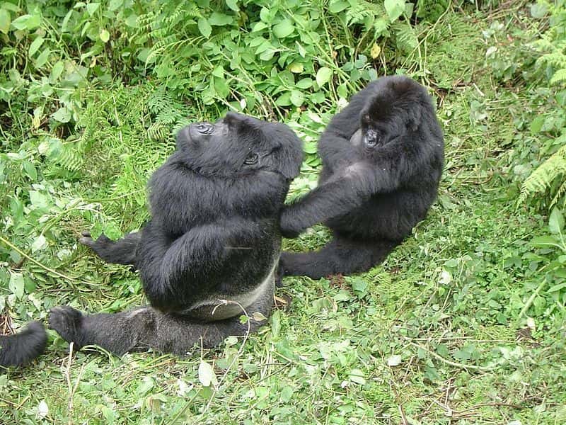 Gorille « dos argenté » et une femelle. © Mantis 21, CC0 1.0 PDD