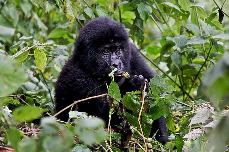 Jeune gorille du groupe Nshongi en Ouganda. © Justin Norton, CC by 2.0