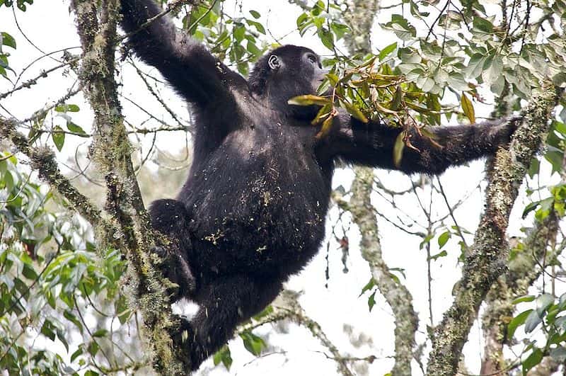Jeune gorille des plaines de l'Est. © Justin Norton, CC by 2.0