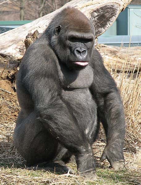 Gorille des plaines de l'Ouest. © Ltshears, CC by-SA 3.0