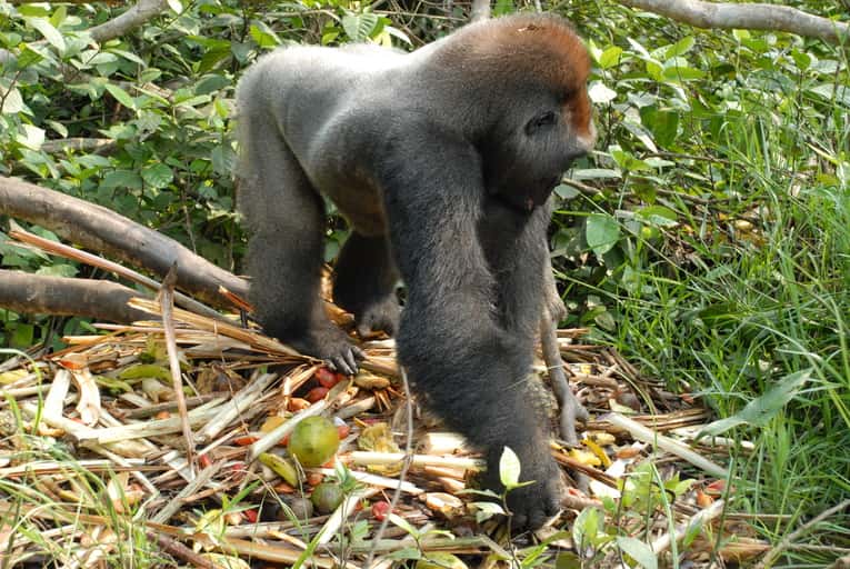Gorille en train de fourrager. © Pierre Fidenci, CC by SA 2.5