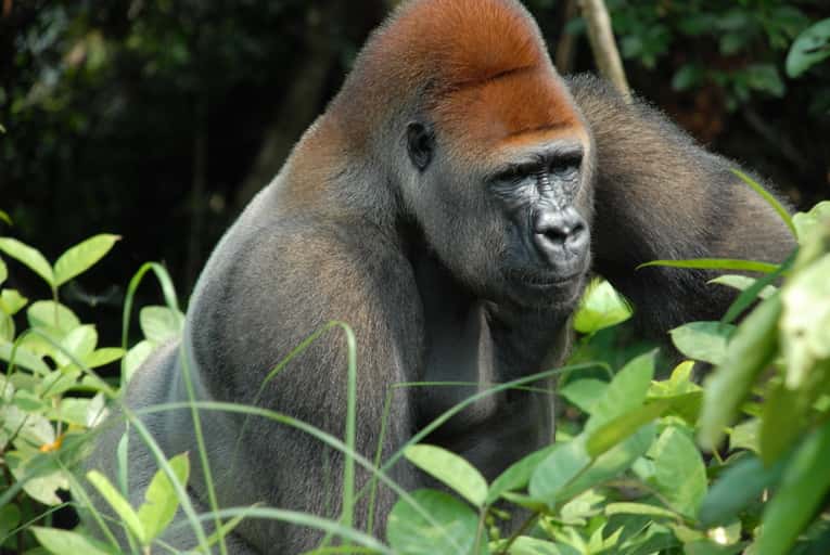 Gorille « dos argenté ». © Pierre Fidenci, CC by SA 2.5