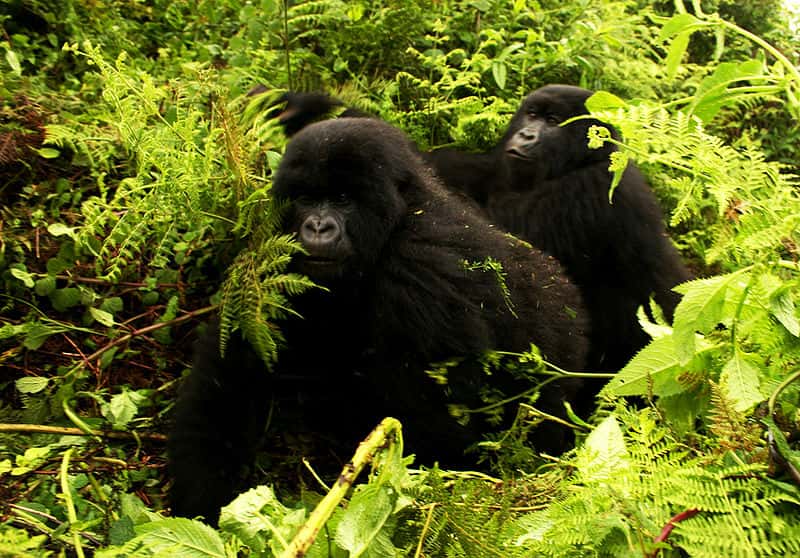Gorilles des montagnes dans leur habitat. © TKnoxB, CC by 2.0