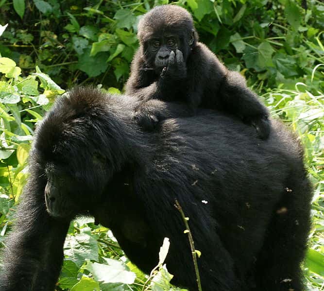 Femelle gorille et son petit en Ouganda. © Fiver Löcker, CC by SA 2.0