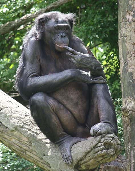 Bonobo. © Ltshears, CC by-SA 3.0