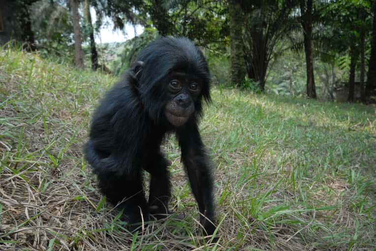 Bonobo juvénile. © Pierre Fidenci, CC by-SA 2.5