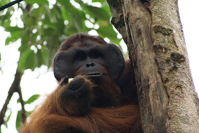 Orang outan mâle. © Eleifert, GNU FDL Version 1.2