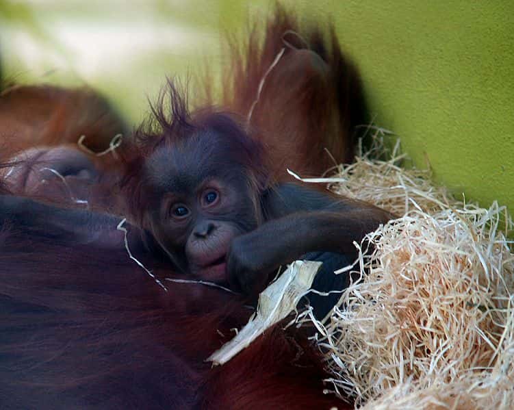 Bébé orang outan. © Oliver Spalt, GNU FDL Version 1.2