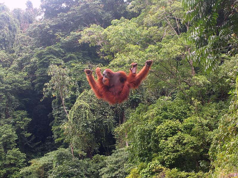 Type de forêt dans laquelle évolue l'orang outan. © Tbachner, domaine public