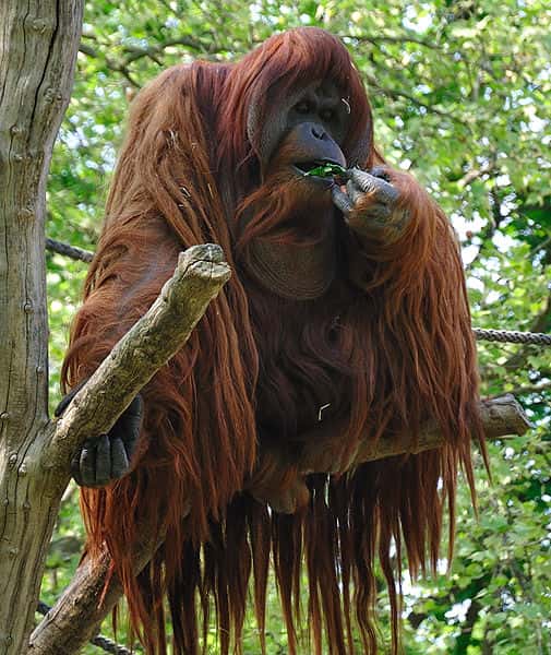 Orang outan mâle. © David Arvidsson, CC by 2.0